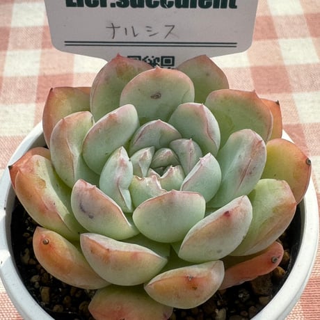 多肉植物  リエール苗  ナルシス