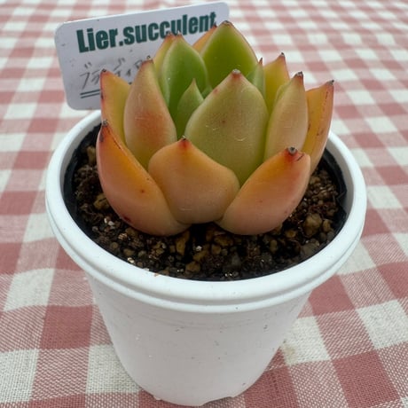 多肉植物  リエール苗  ブラッディマリア×ロンギシマ