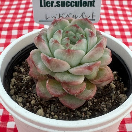 多肉植物  リエール苗  レッドベルベット