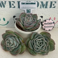 多肉植物❤️フロリディティール ❤️1頭12cm!拔き苗！三年生！セダム  おまけ 多肉植物❤️フロリディティール ❤️1頭12cm!拔き苗！三年生