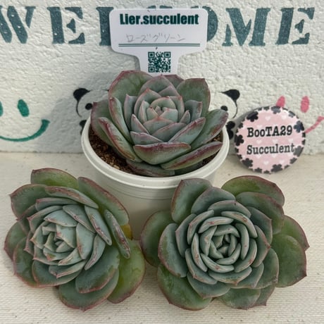 売却済み　　多肉植物 リエール苗　ブラックチップ 多肉植物 リエール苗 ブラックアイズ | BooTA29♡Succulent
