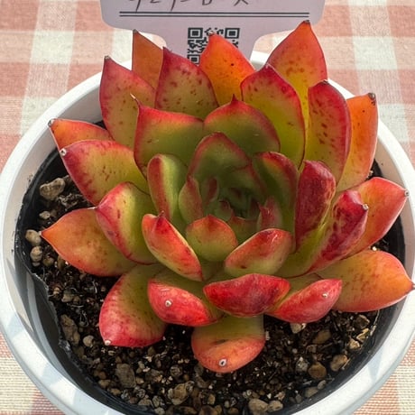 多肉植物  リエール苗  チェリーローズ