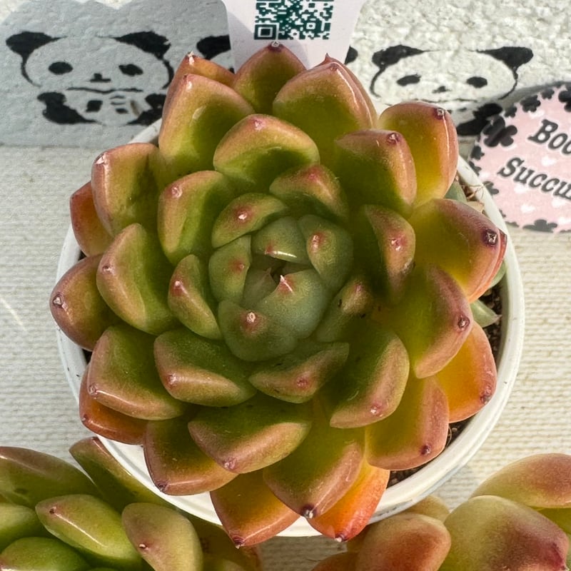 多肉植物 リエール苗 ブラッディマリア×エレガンス | BooTA29♡Succulent