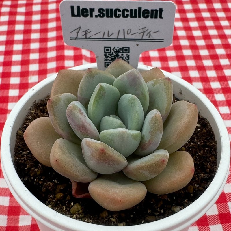アップル美人 韓国苗 Lier苗 多肉植物 Lier.succulent（多肉植物寄せ 