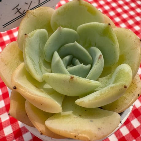 多肉植物　リエール苗　モンブラン