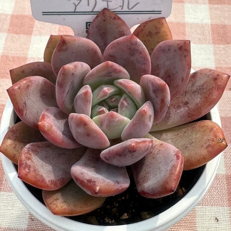 多肉植物　リエール苗　アリエル
