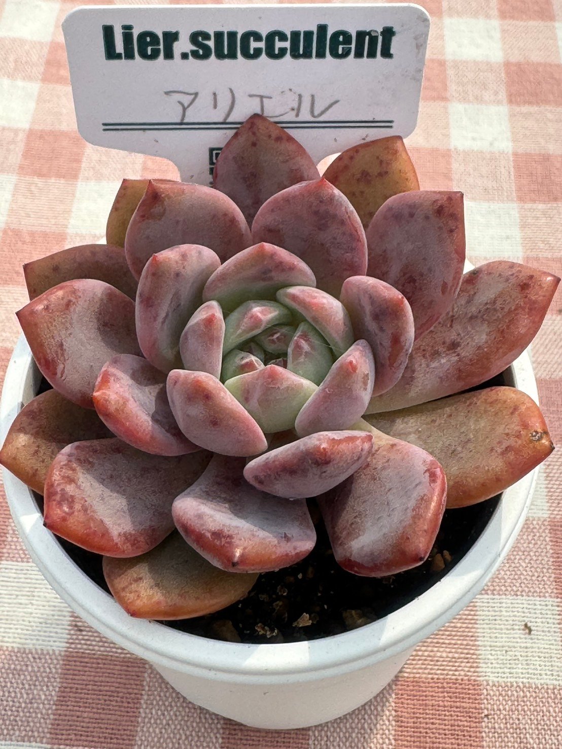 多肉植物 ♡アリエル 古株 大苗♡綴化開始？？