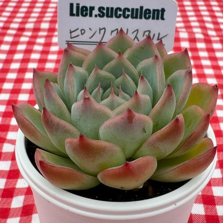 多肉植物  リエール苗  ピンククリスタル