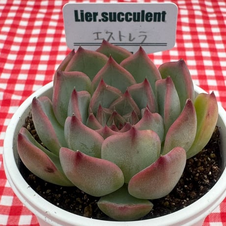 BooTA29♡Succulent