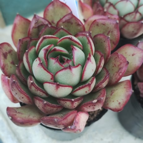 多肉植物　韓国苗　エケベリア　シャイガイ