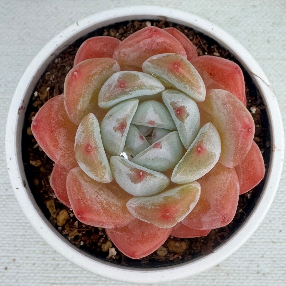 多肉植物 韓国苗 シィックモンローhyb | BooTA29♡Succulent