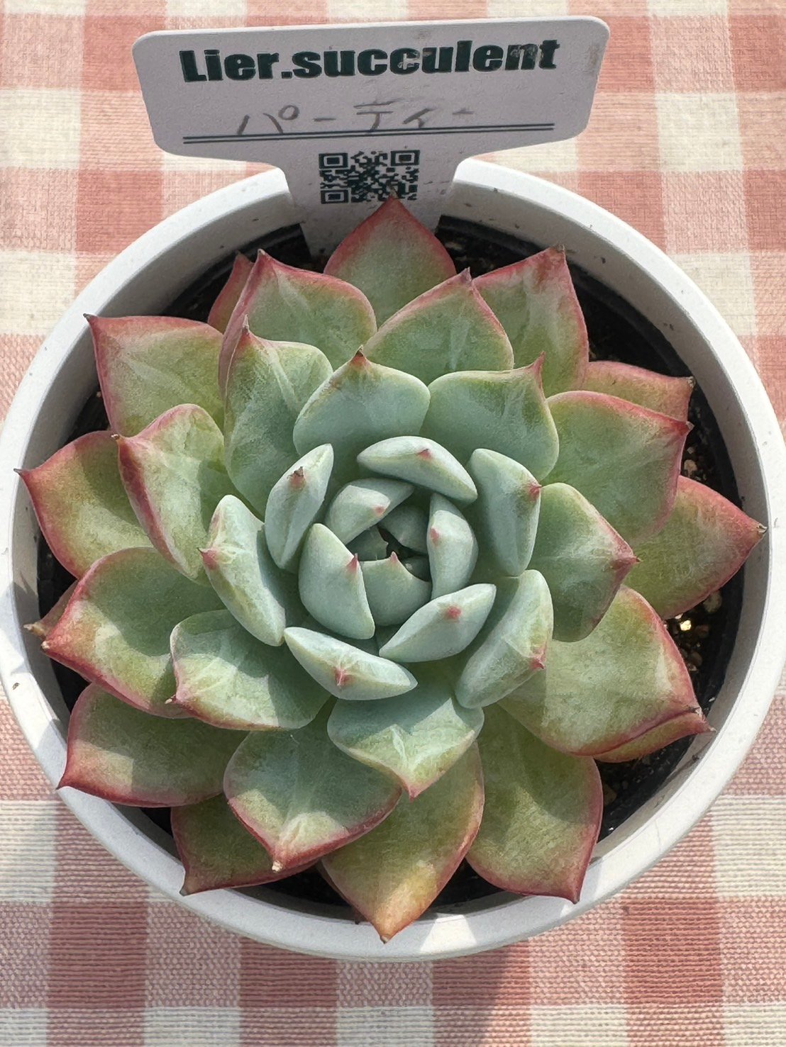 ♥️05 ブラッククィーン／Lier リエール 多肉植物 ♥️05 ブラッククィーン／Lier リエール 多肉植物 - メルカリ