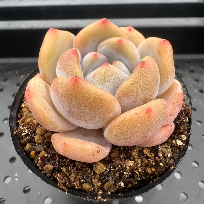 多肉植物 韓国苗 こだま。。様 多肉植物 韓国苗 抜き苗 ジュース