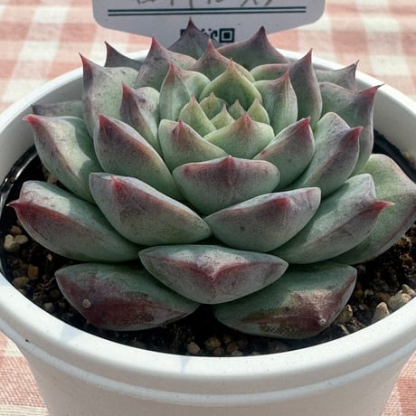 多肉植物  リエール苗   ロイヤルスター