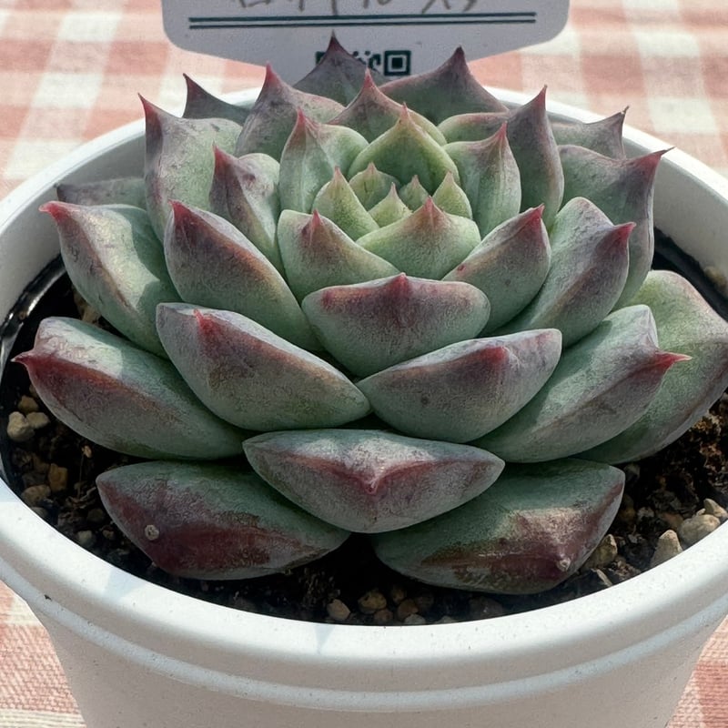 多肉植物 リエール苗 ロイヤルスター | BooTA29♡Succulent