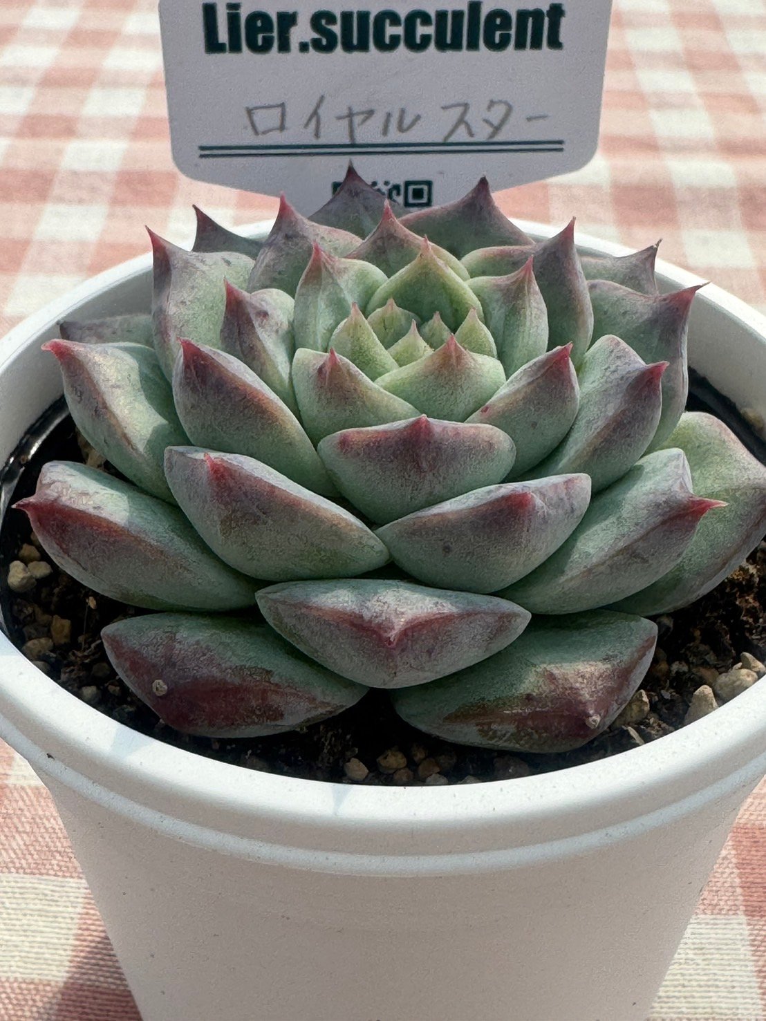 売却済み　　多肉植物 リエール苗　サンダーローズ 多肉植物 リエール苗 ロイヤルスター | BooTA29♡Succulent