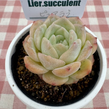 多肉植物  リエール苗  ピュアラブ
