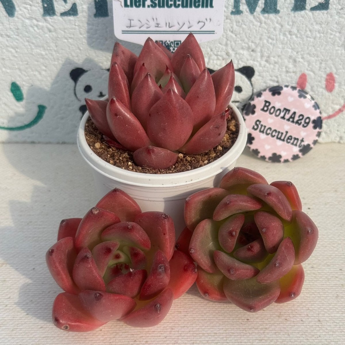売却済み　　多肉植物 リエール苗　サンダーローズ 多肉植物 リエール苗 エンジェルソング | BooTA29♡Succulent