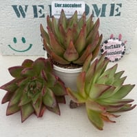 多肉植物　リエール苗　ブラックパールマリア