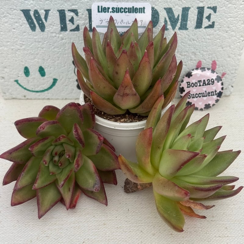 多肉植物 リエール苗 ブラックパールマリア | BooTA29♡Succulent