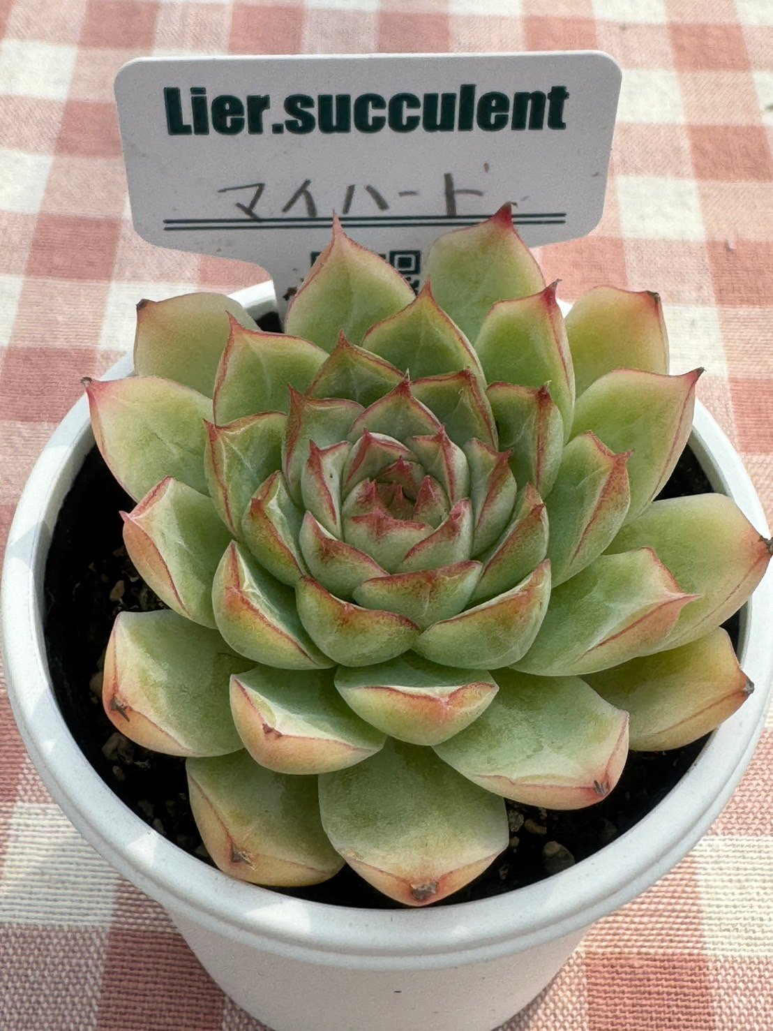 多肉植物 リエール苗 マイハート | BooTA29♡Succulent