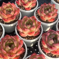 多肉植物 リエール苗 ブラックアイズ | BooTA29♡Succulent