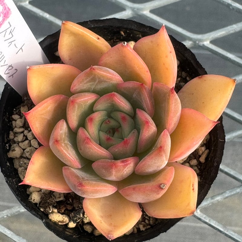 ෆ˚*感謝セールෆ˚* アイススピリット 1苗 抜き苗 寄せ植え 多肉植物 ෆ˚*感謝セールෆ˚* アイススピリット 1苗 抜き苗 寄せ植え 多肉植物
