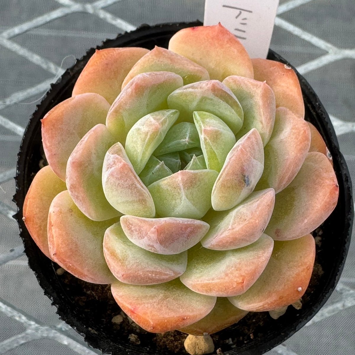 多肉植物 韓国苗 抜き苗 シードリム | BooTA29♡Succulent