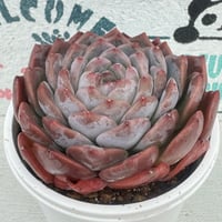 多肉植物　韓国苗　アイスクリスタル