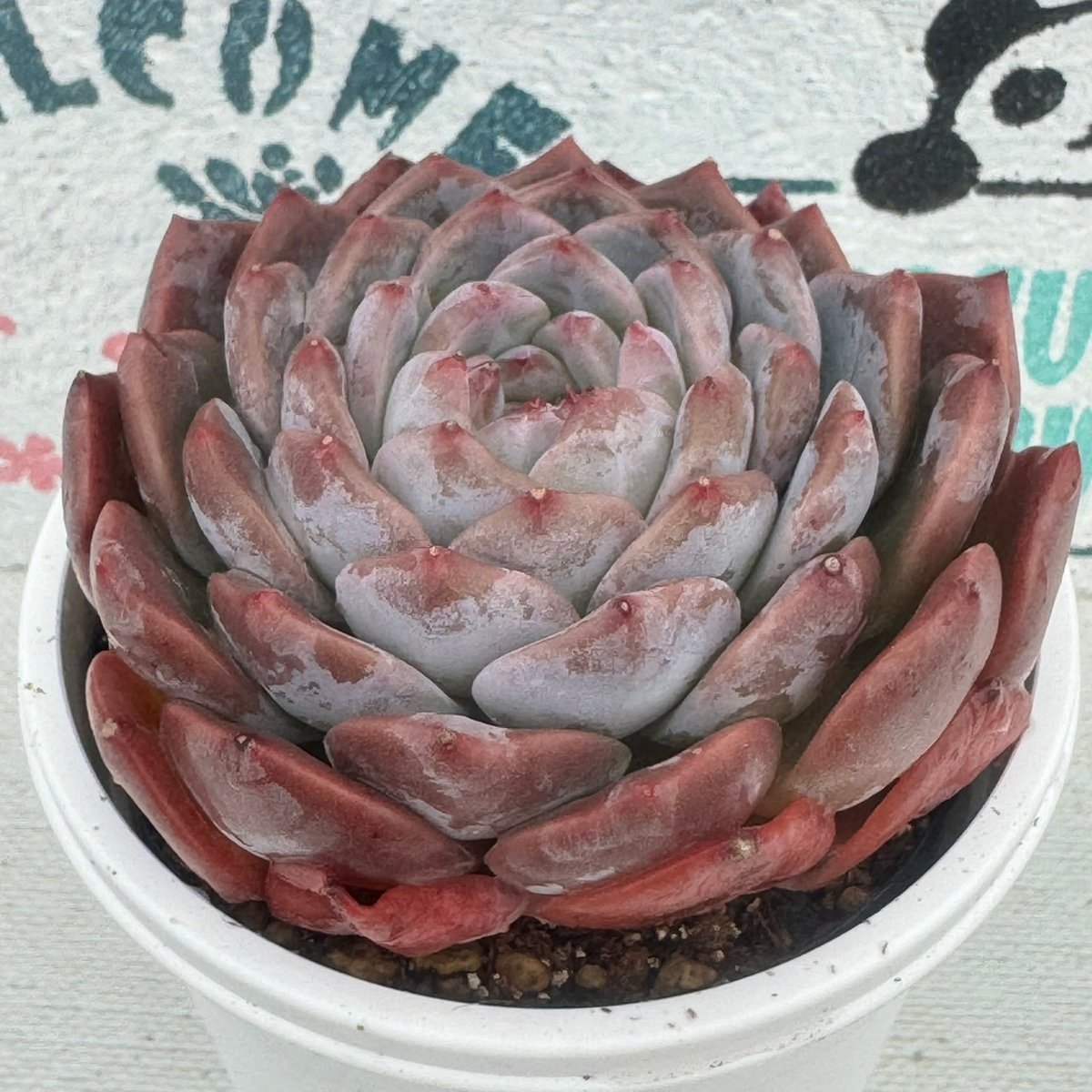 抜き苗 OPアイスジェイド MT628×40株 ふっくら 多肉植物