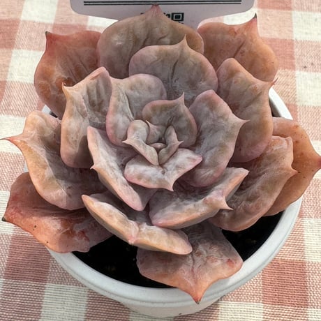 多肉植物  リエール苗  マーブル