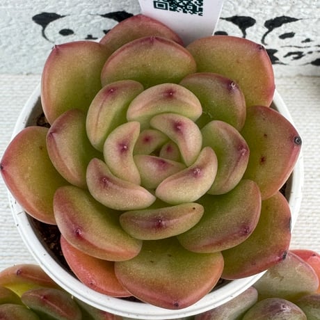 多肉植物　リエール苗　ルンデリー×ラウイ
