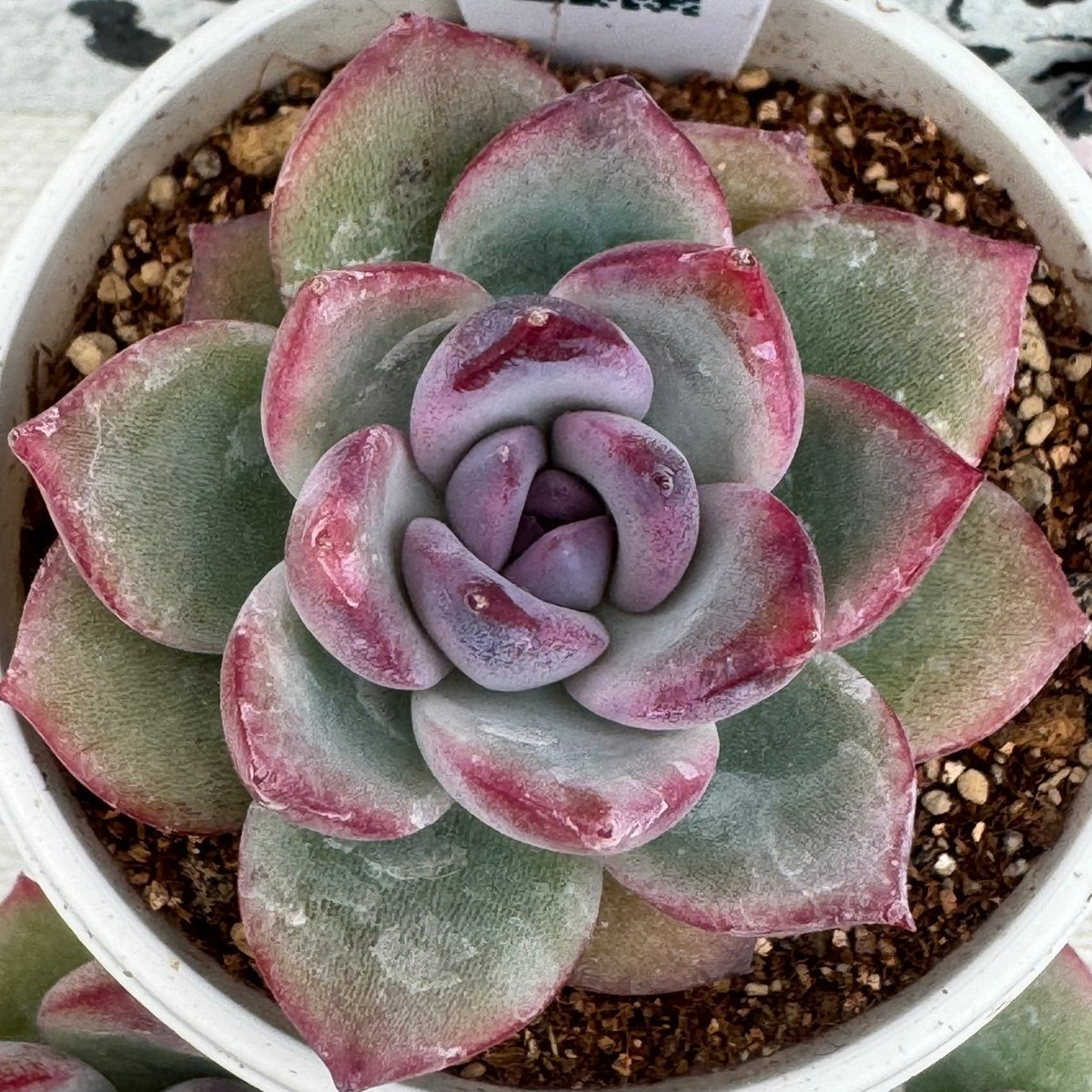 多肉植物 リエール苗 メキシココロラータ×ヒューミリス | BooTA29