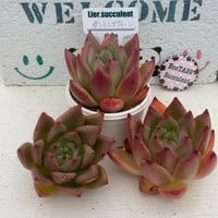 多肉植物　リエール苗　ダンシングクィーン