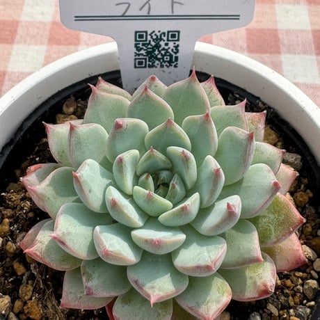 多肉植物  リエール苗  ライト