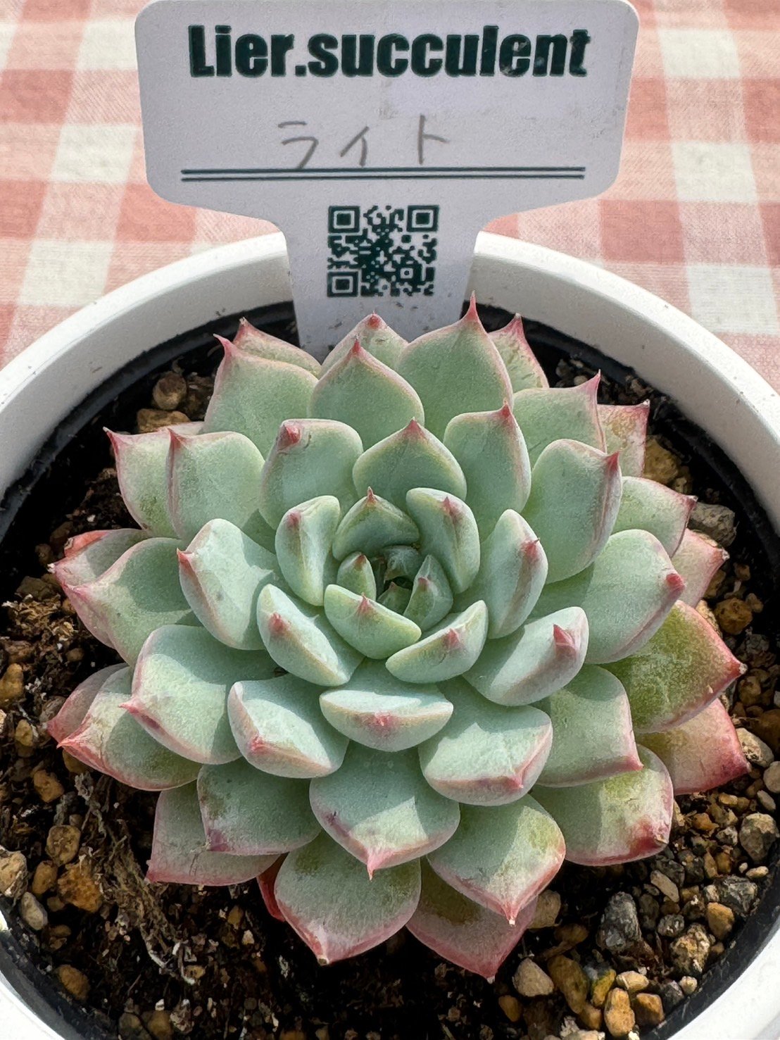 多肉植物 リエール苗 ライト | BooTA29♡Succulent