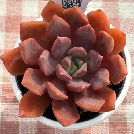 多肉植物  リエール苗  ヴァシリサ
