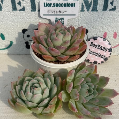 CATEGORY リエール苗 | BooTA29♡Succulent