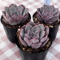 多肉植物　韓国苗　エケベリア　アールグレイ