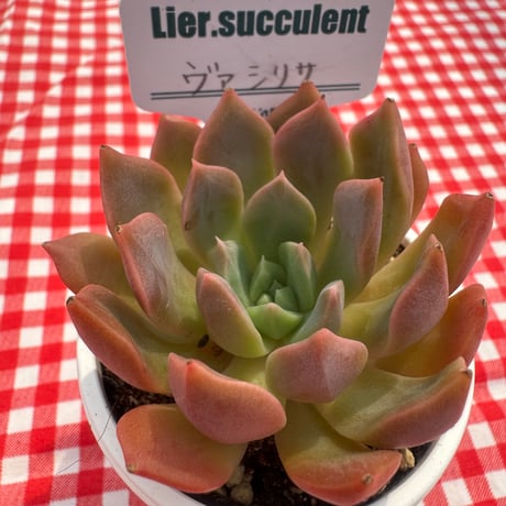 多肉植物　リエール苗　ヴァシリサ
