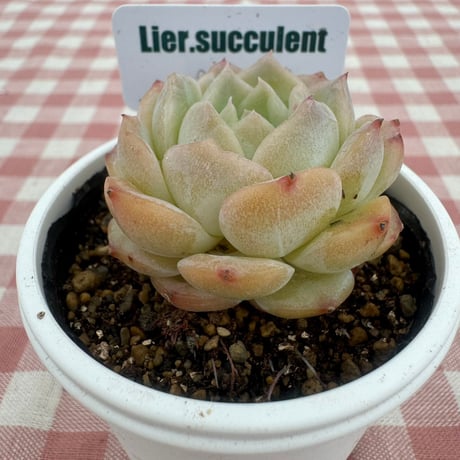 多肉植物  リエール苗  ピュアラブ