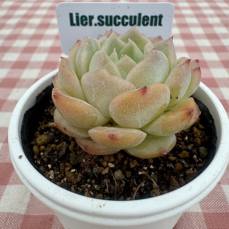 多肉植物 リエール苗 ピュアラブ | BooTA29♡Succulent