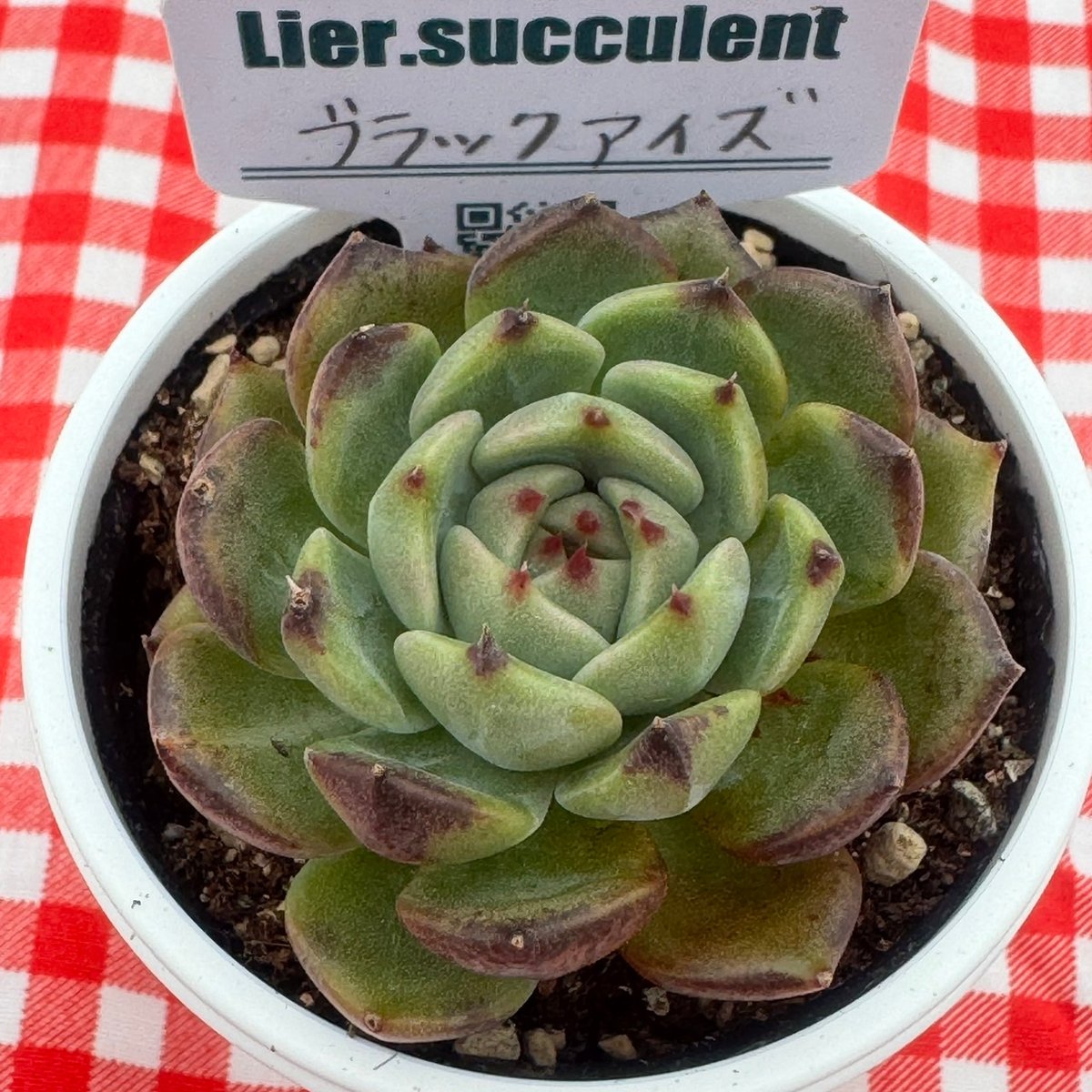 売却済み　　多肉植物 リエール苗　ブラックチップ 多肉植物 リエール苗 ブラックアイズ | BooTA29♡Succulent