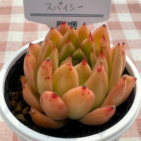 多肉植物  リエール苗  スパイシー