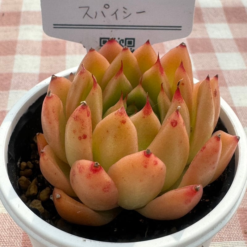 多肉植物 リエール苗 スパイシー | BooTA29♡Succulent