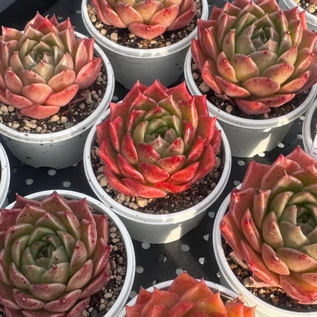 多肉植物　韓国苗　エケベリア　グリーンペッパー×アガボイデス