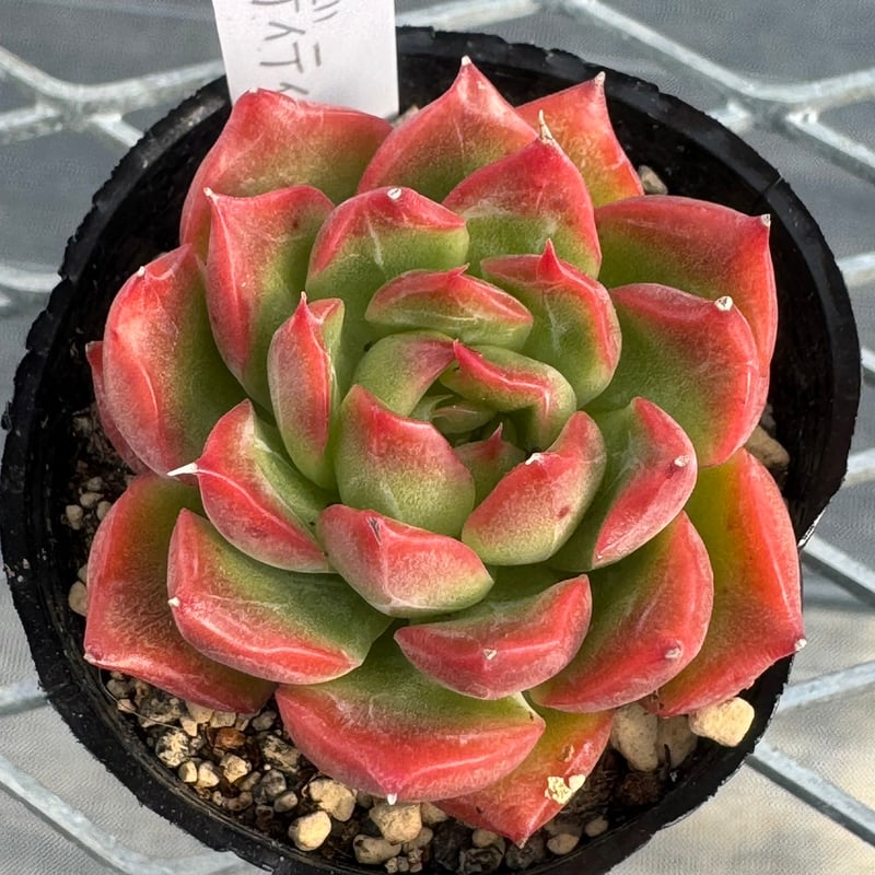 多肉植物 韓国苗 抜き苗 フロリディティール | BooTA29♡Succulent