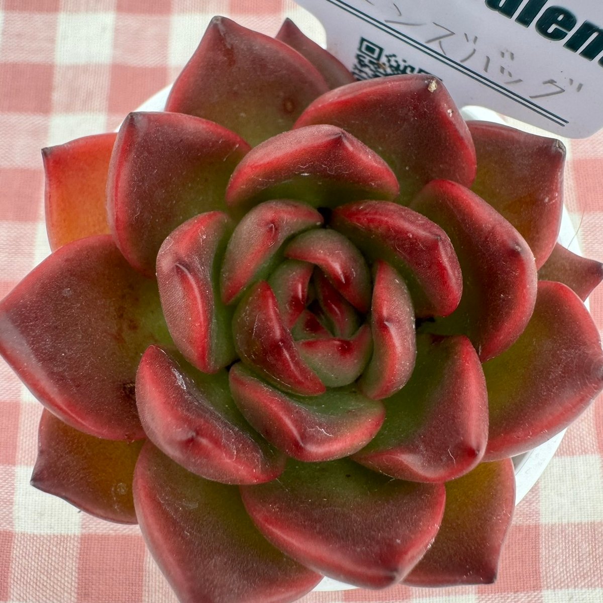 ♥️05 ブラッククィーン／Lier リエール 多肉植物 スーパー王妃 真っ赤な紅葉に心惹かれます❤️ リエール多肉販売