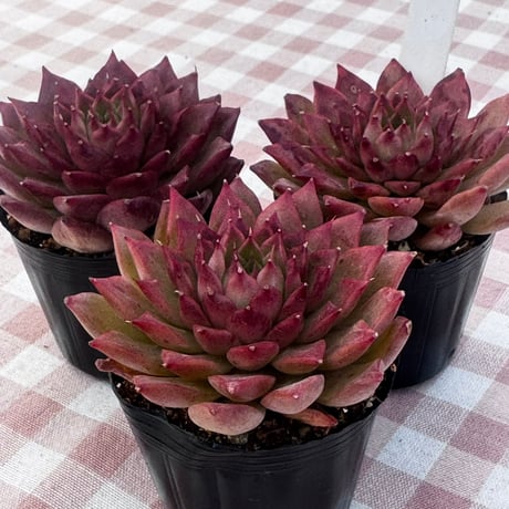 CATEGORY 多肉植物 | BooTA29♡Succulent