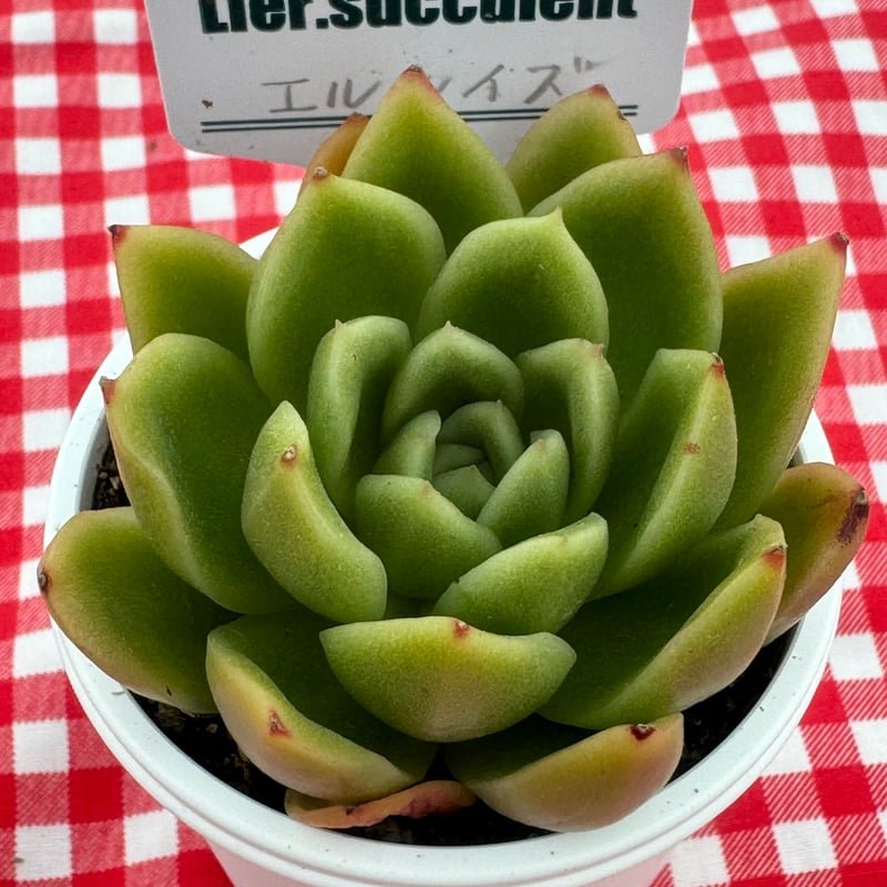多肉植物 リエール苗 エルルイズ | BooTA29♡Succulent